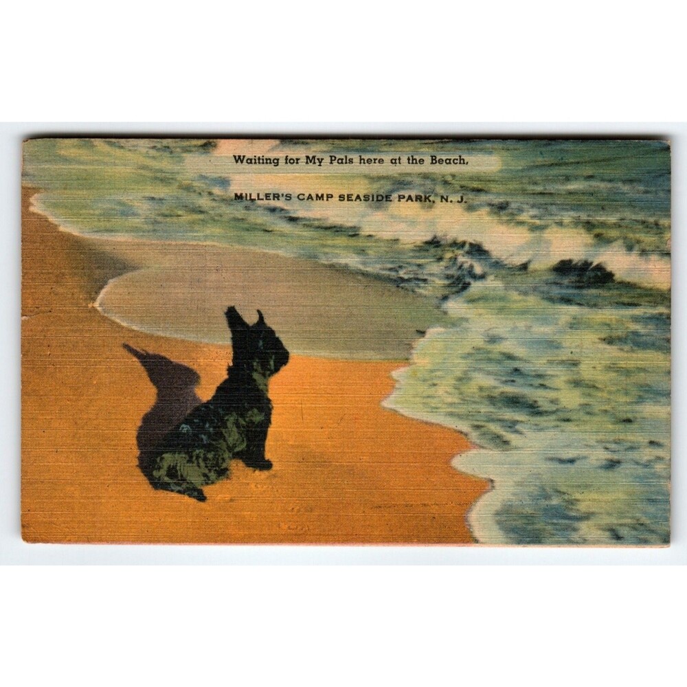 Scotty Dog Postcard Millers Camp Seaside Park New Jersey Beach Scottish Terrier